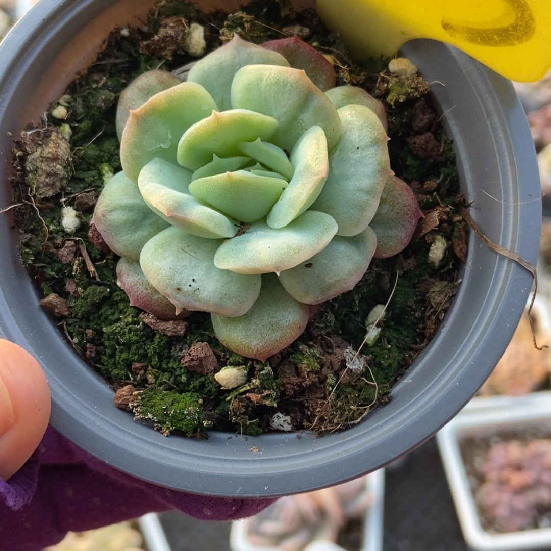 1853泡泡莎多肉植物