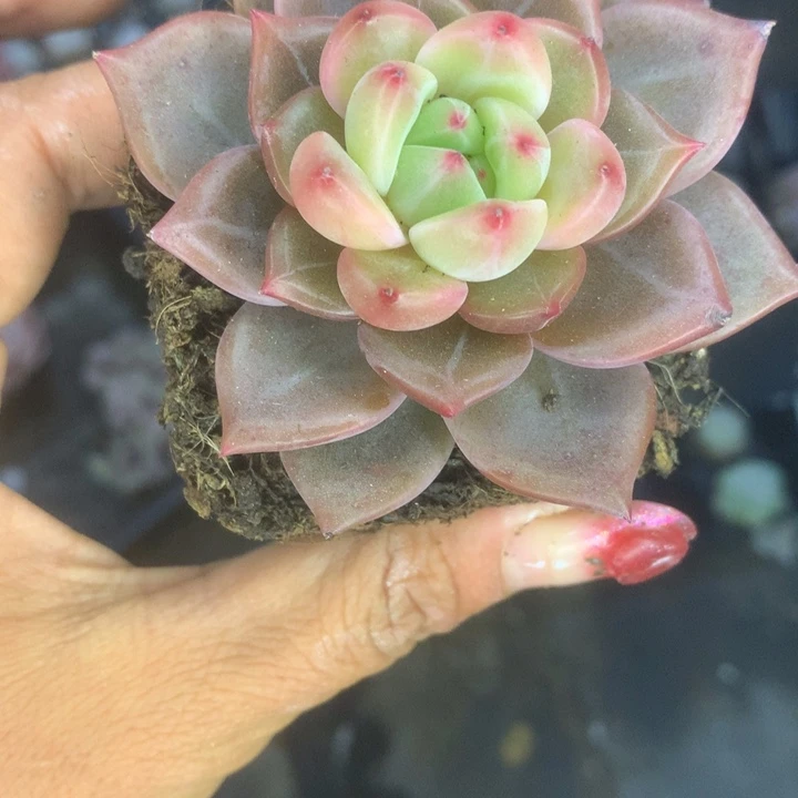 q橙子。（满9.99包邮不满9.99发叶子）