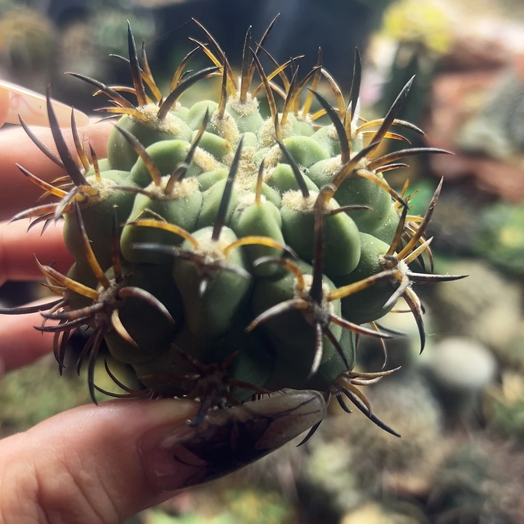 500津玉有根微瑕仙人球111111