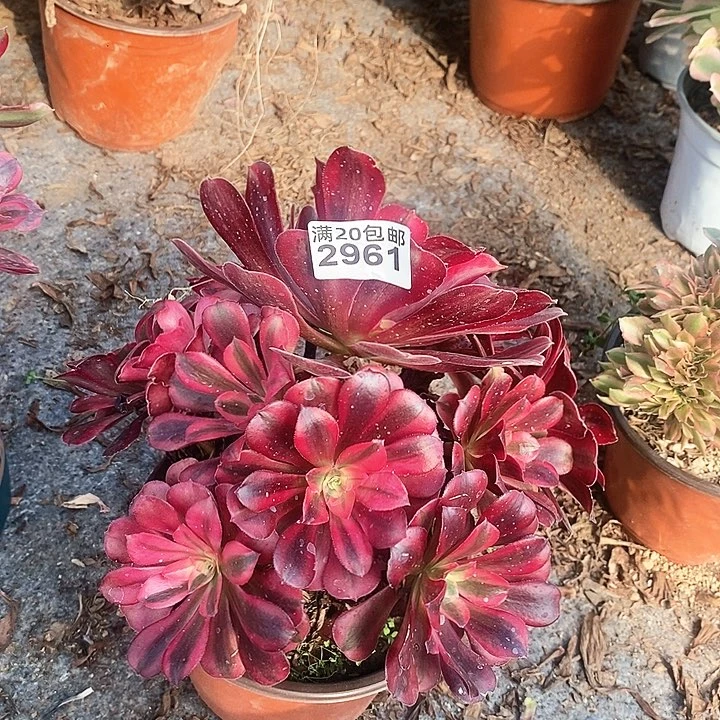 2961 一颗美杜莎法师