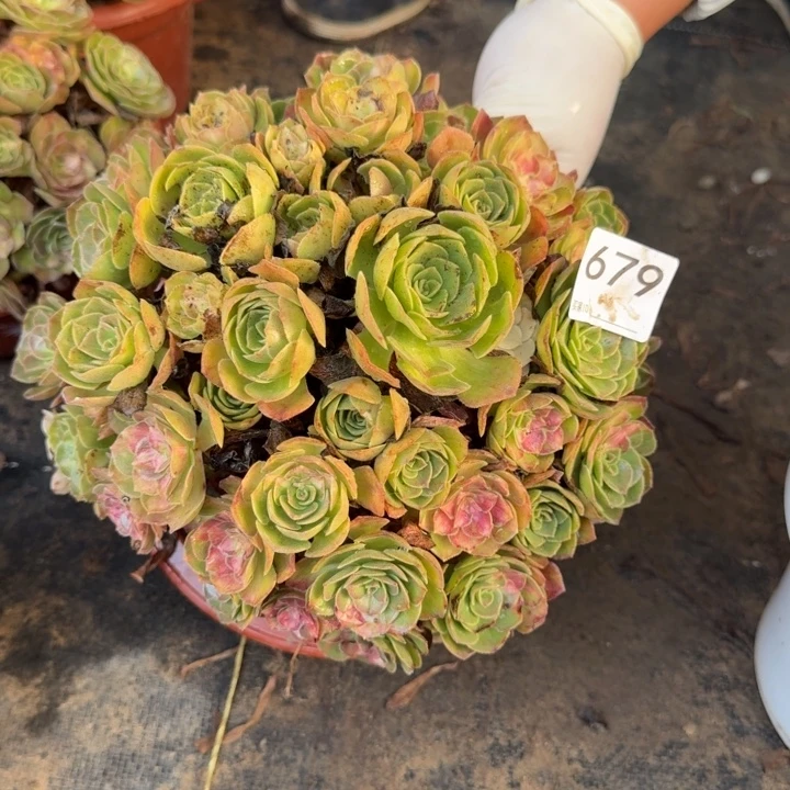 海王七彩绣球捧花679