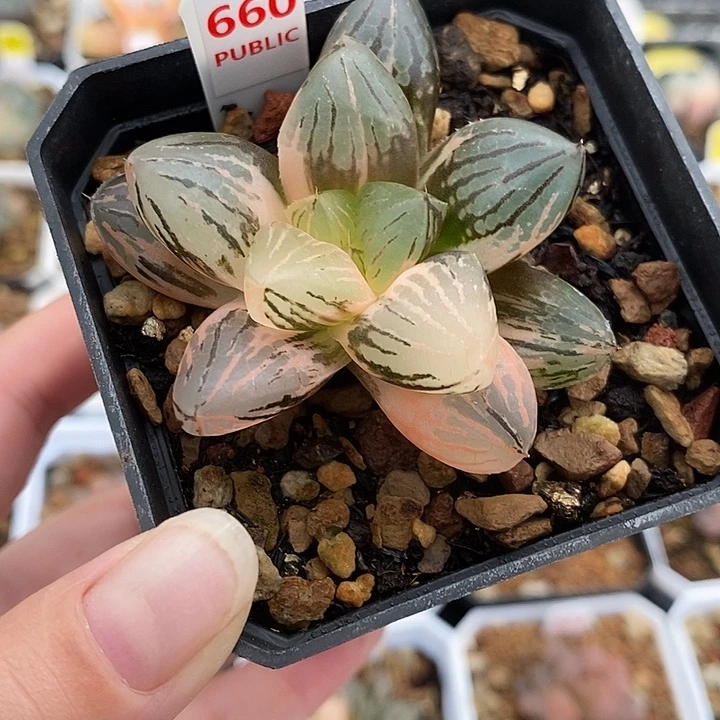 660玉潭寿锦一物一拍