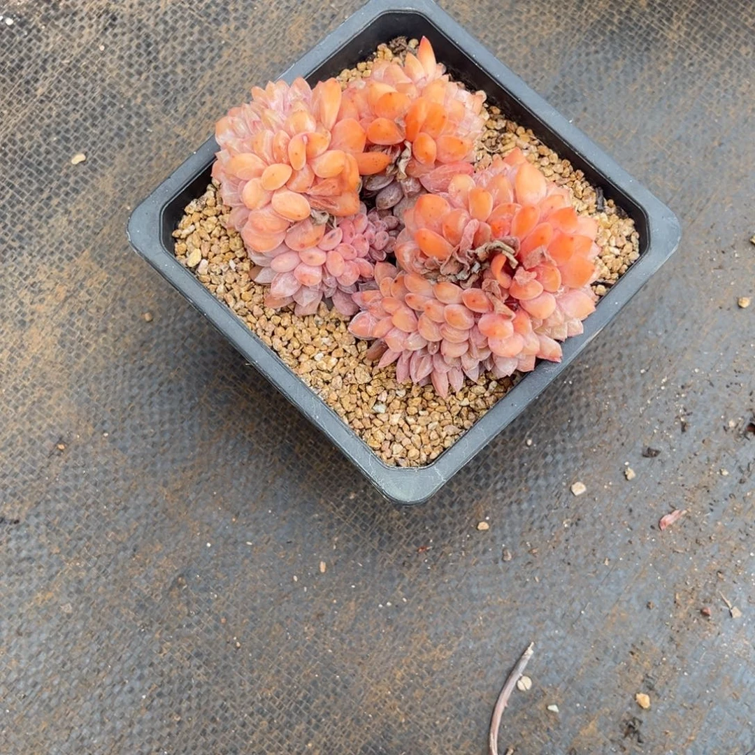 燕****燕子姐的星颖那个缀化