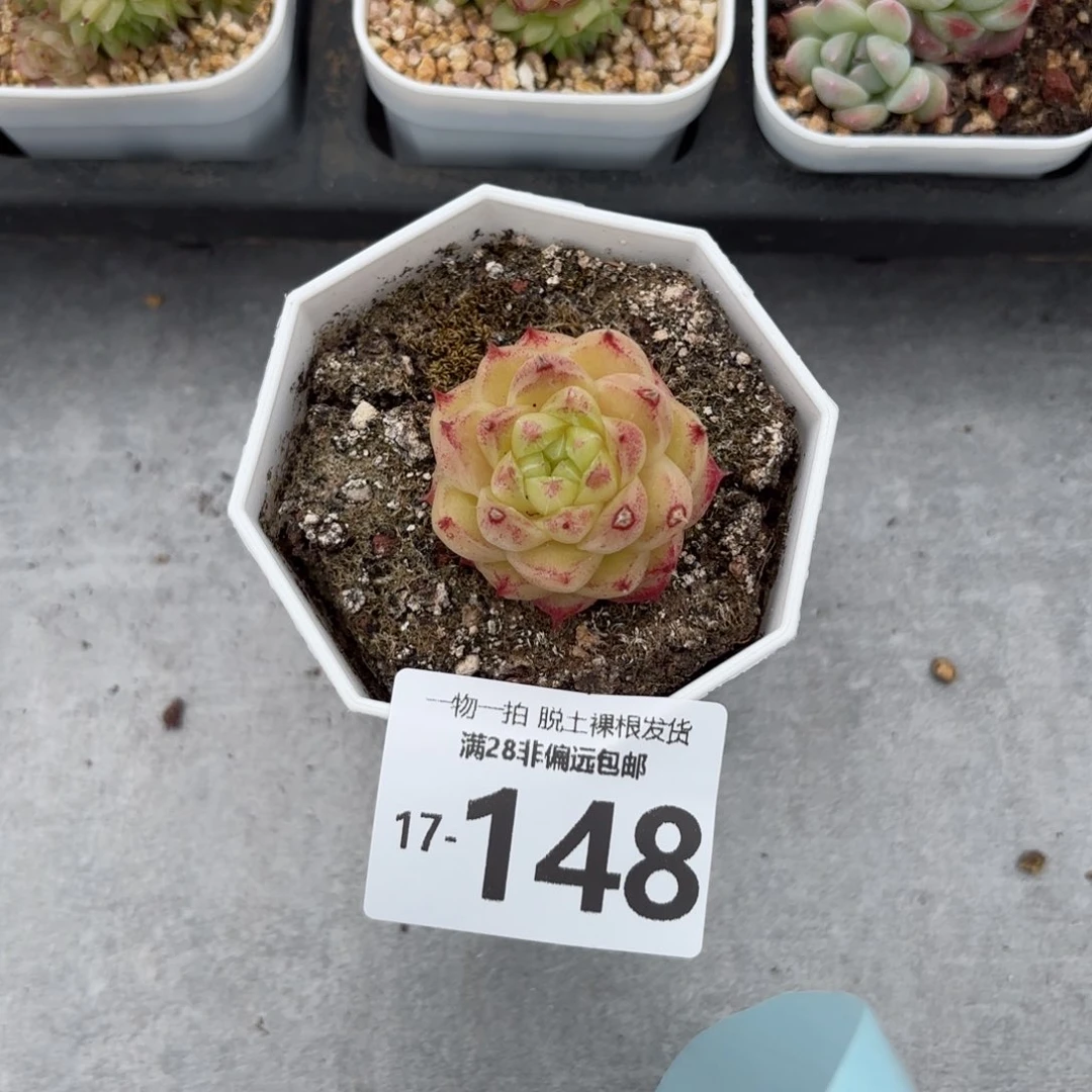 灵眸单头多肉多肉