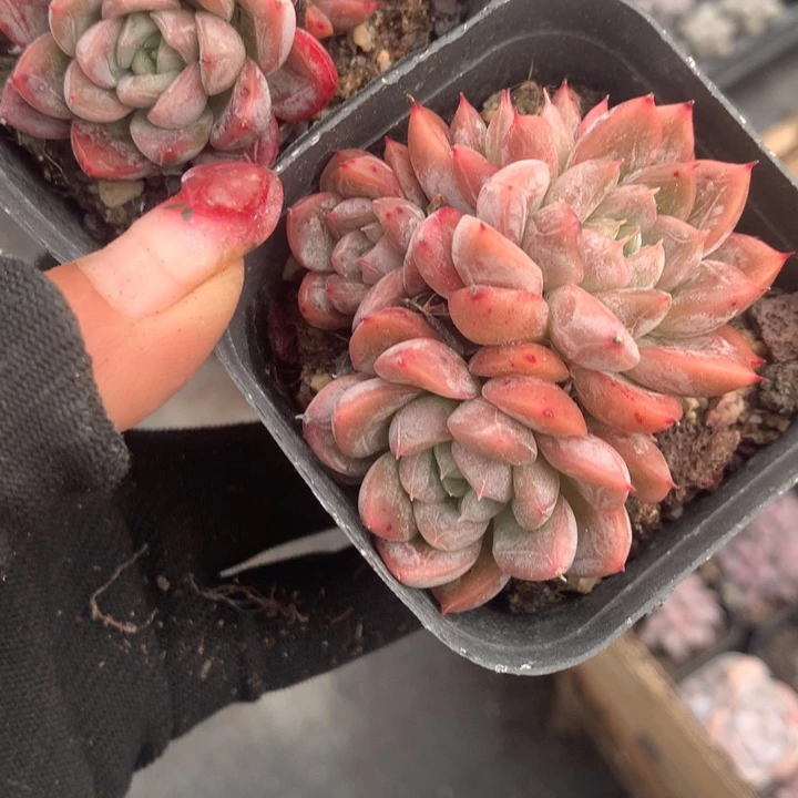 百达翡翠双（不满9.99发空盆冷地区不拍保温扣3.9多肉）