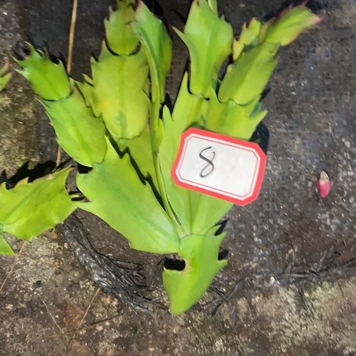 .8号一个桑吉塔枝条