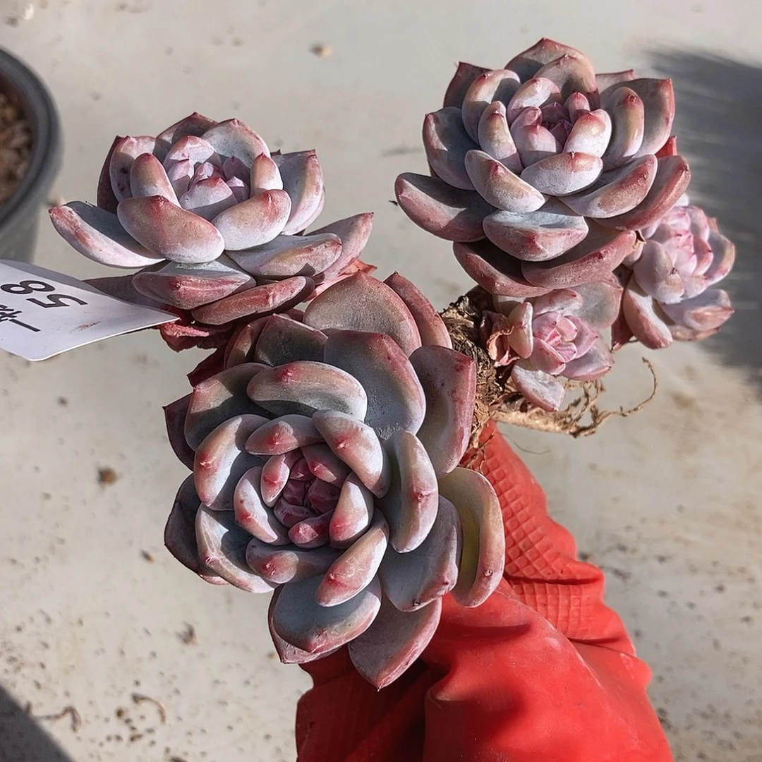 58 一物一拍退款拉黑