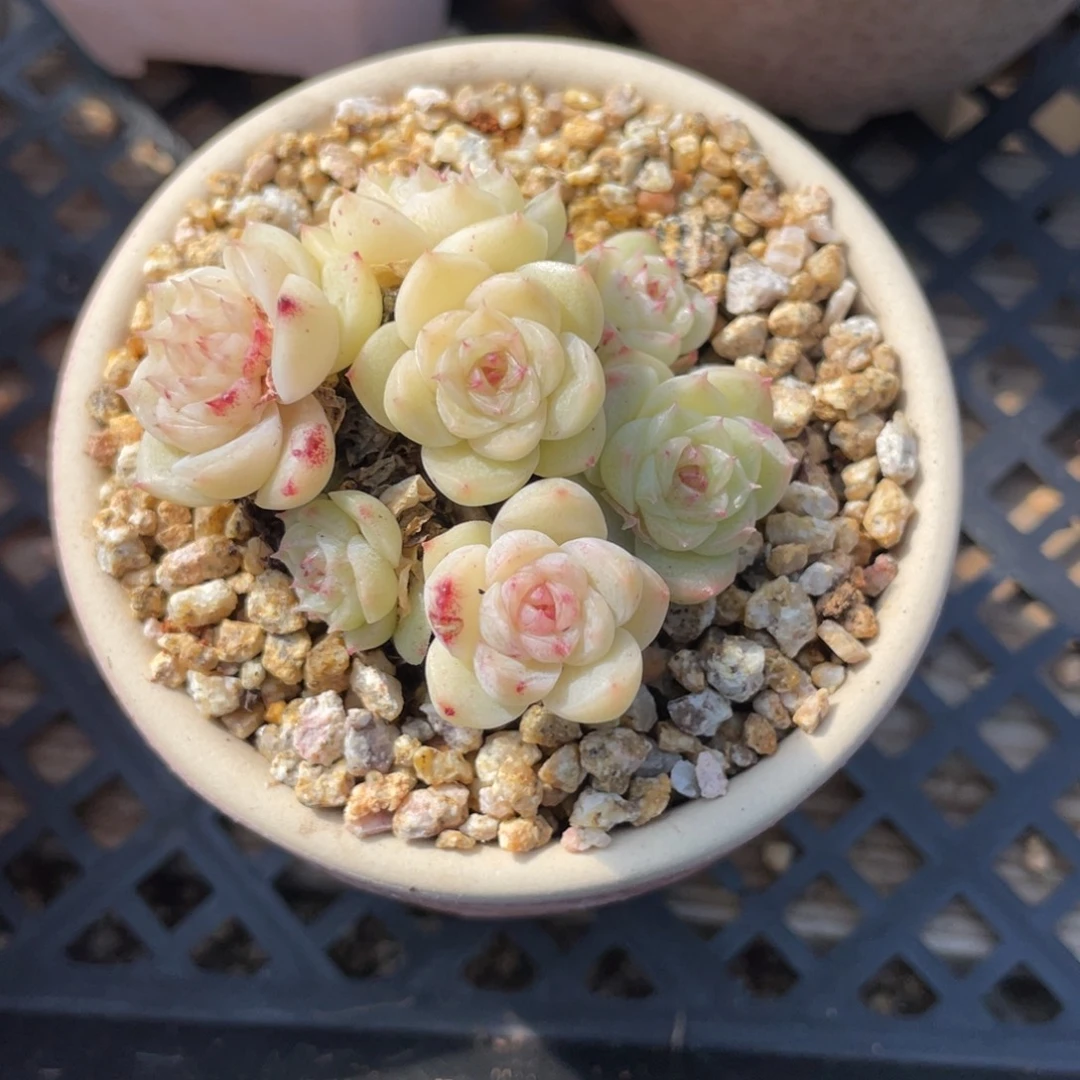 L***a优选珍妮飘枝福利2877