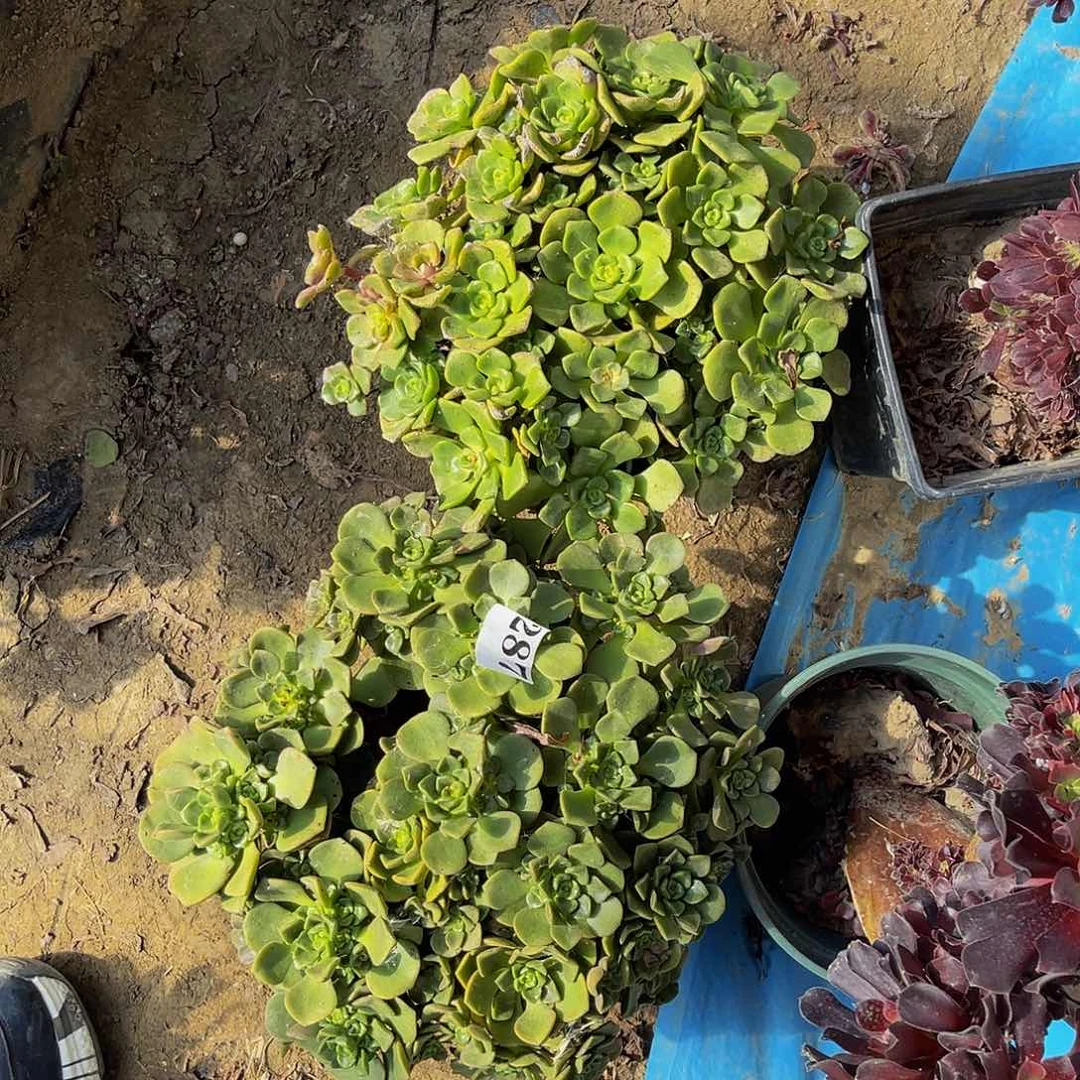 百合丽丽法师1-47