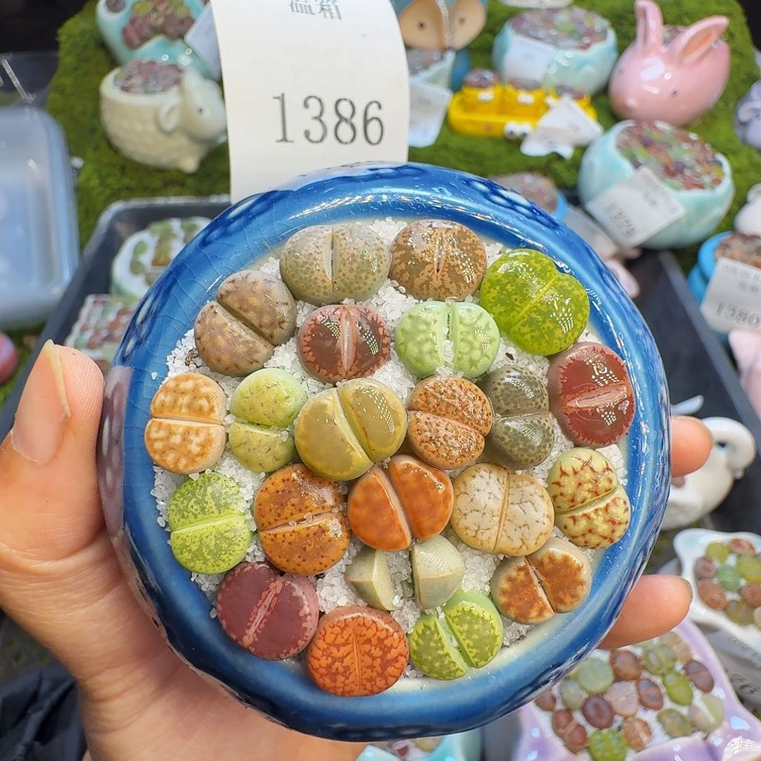 多肉植物福利冲1386