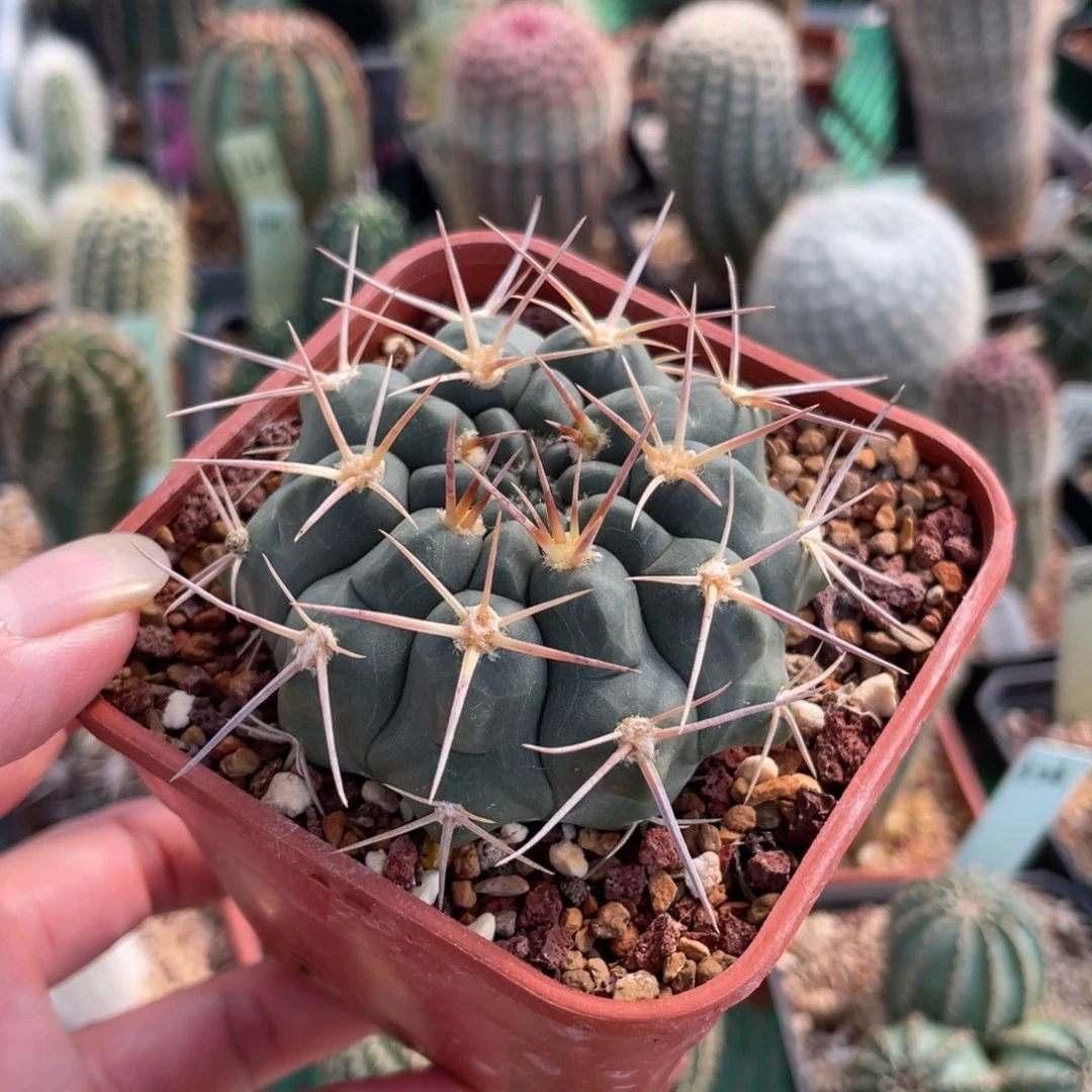 鹿角柱实生仙人球强刺铅皮