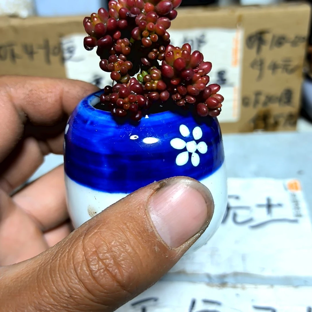 满6元包邮，红浆果小老苗