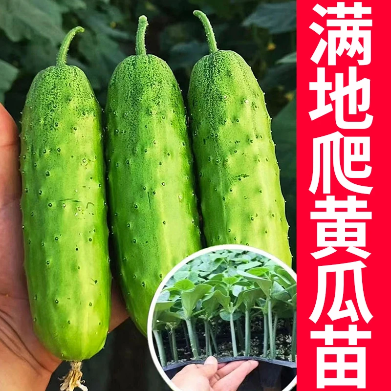 满地爬水果黄瓜苗秧种子四季阳台盆栽春秋旱黄瓜大黄瓜种子籽寿光