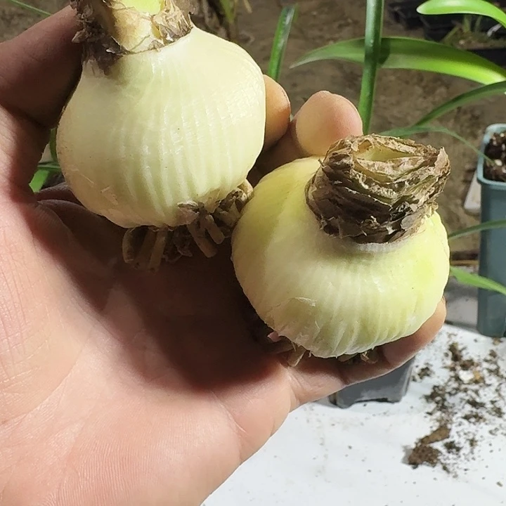 mc10朱顶红一棵5.2