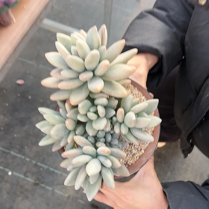 【闪购商品】企鹅大群