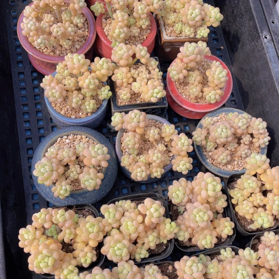 量拍52号 丸叶黄金洛可可群生带腿一个