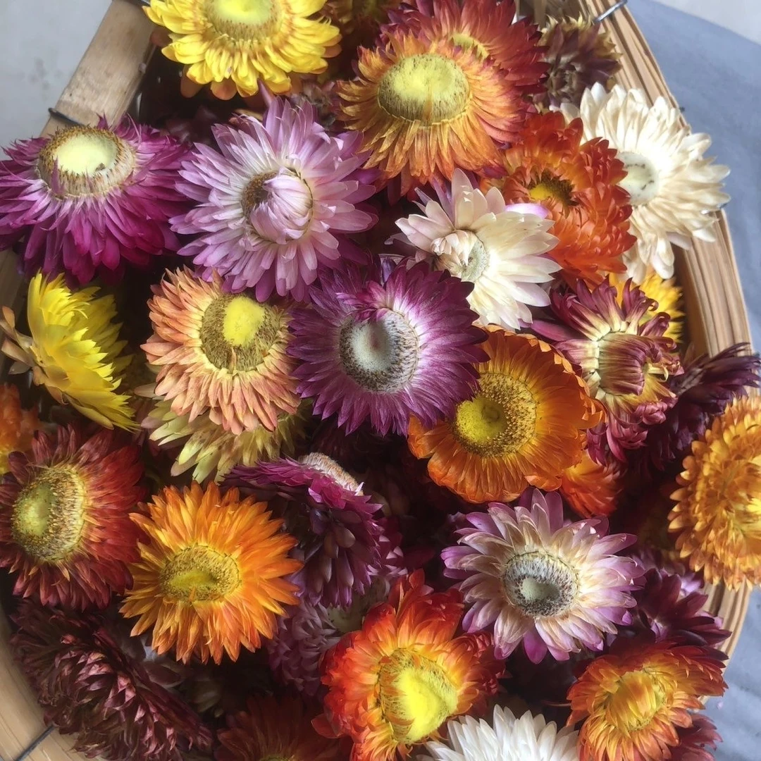 【阿权 茶仓】云南 七品彩莲 拍一发三到手750g 罐装