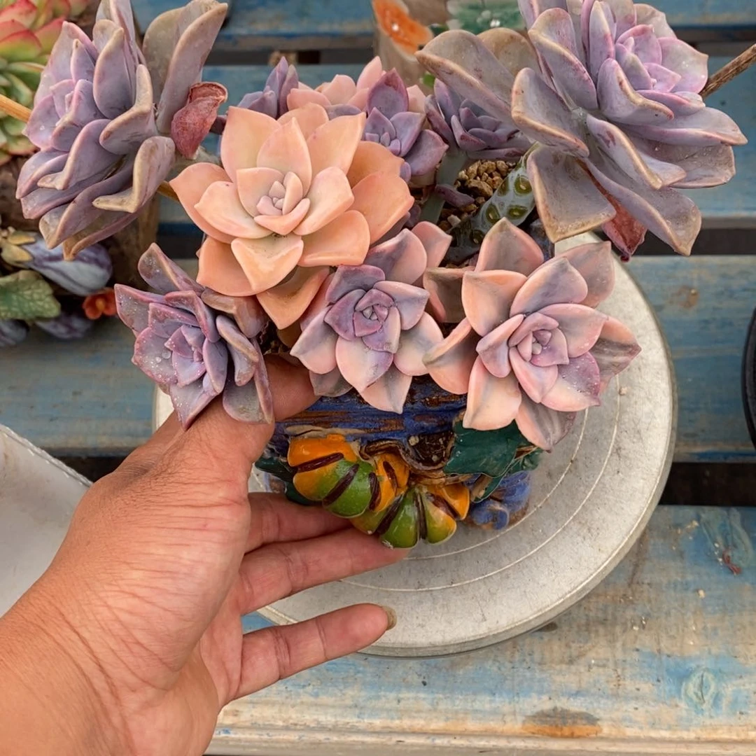 多肉植物一物一拍