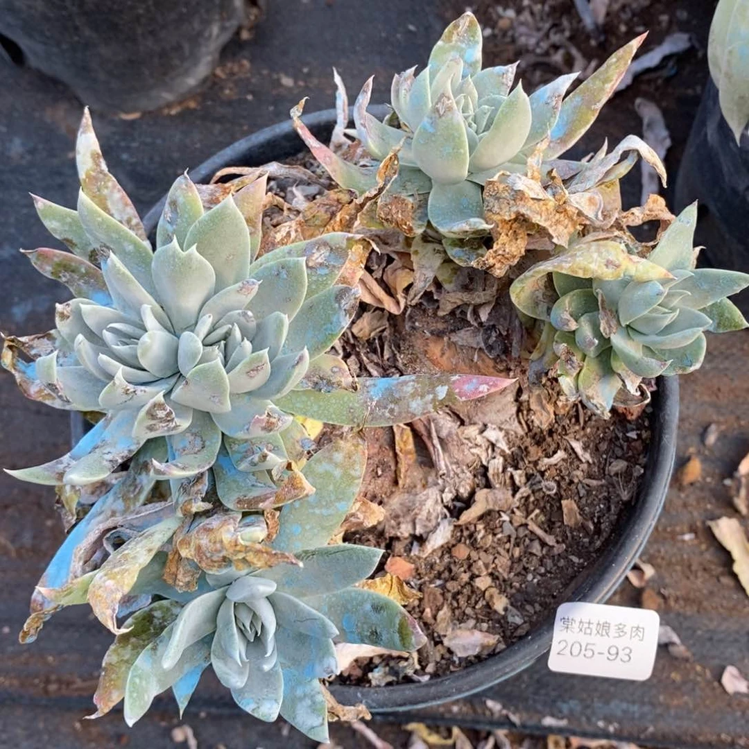 93号苹果叶粗腿子