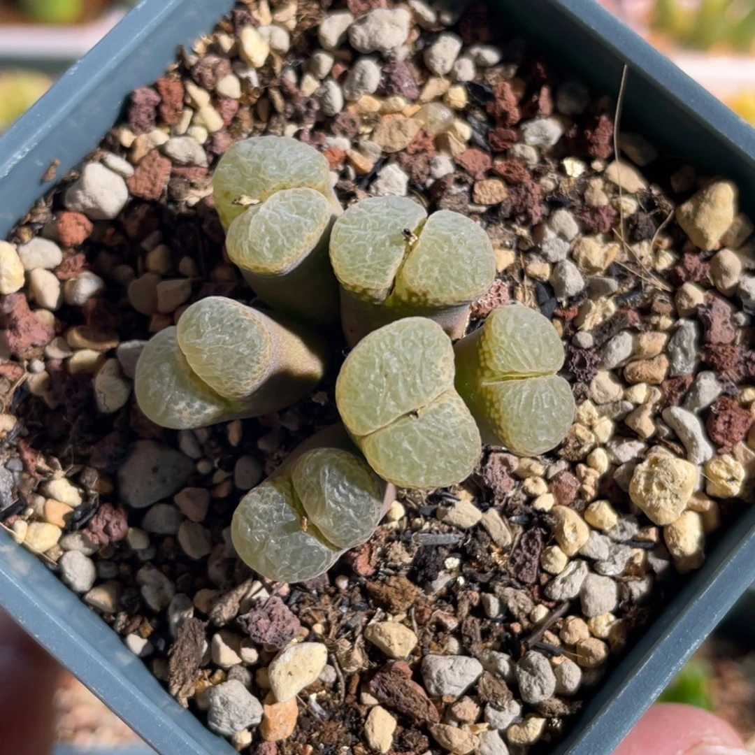 紫体白风铃植物一物一拍