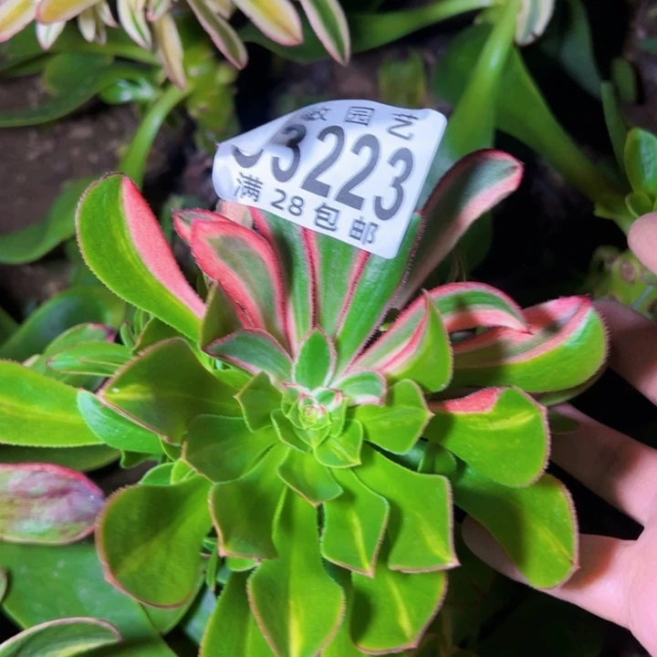 3223初恋花脸多肉植物无根