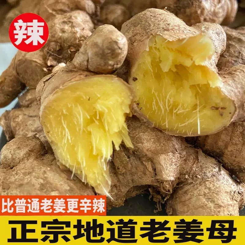 【禾田农业】姜还是老的辣-老黄姜农家自种露天种植辛辣十足无熏硫