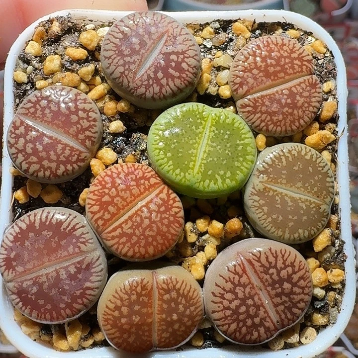 生石花1112222。  280