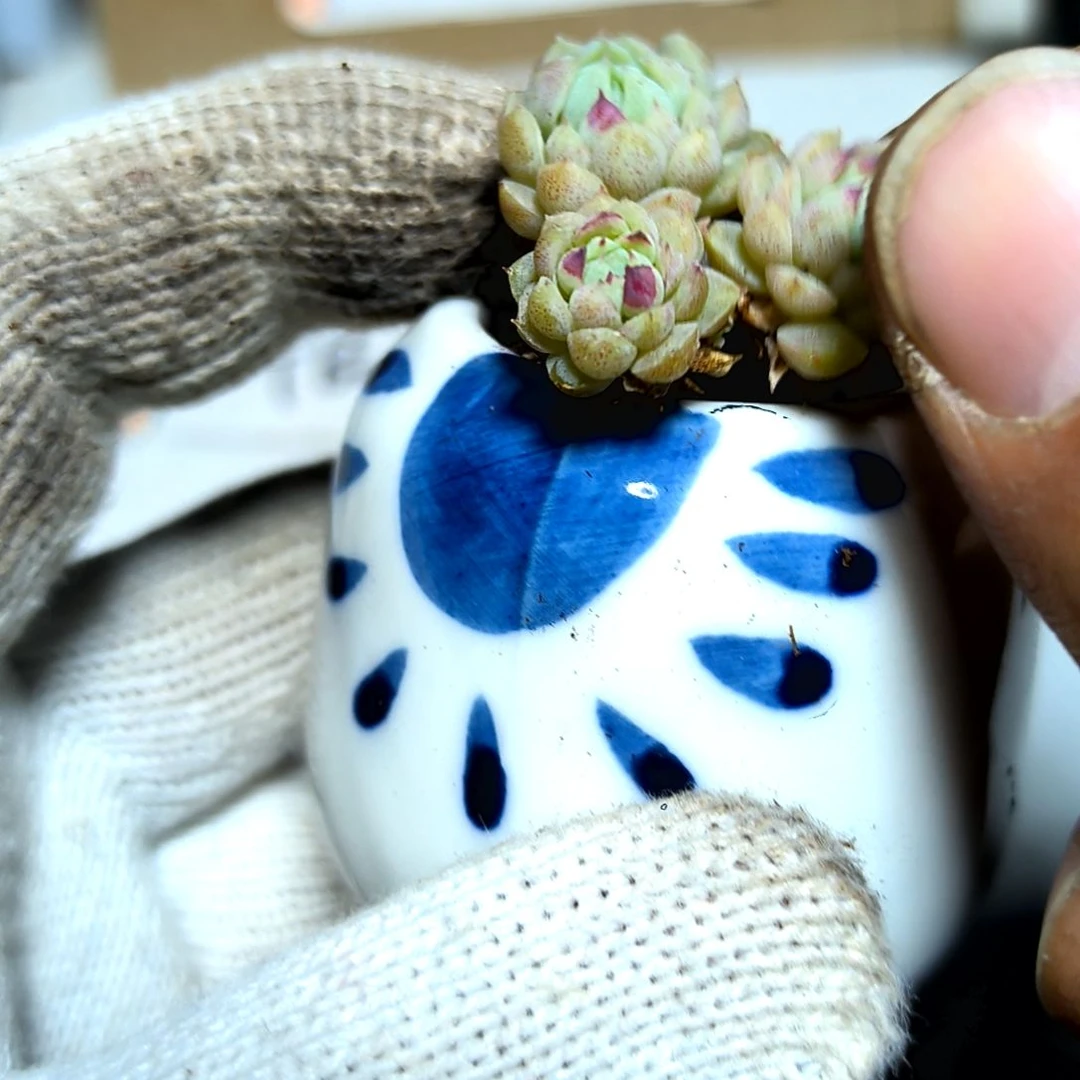 满9元包邮，羊脂球老苗群