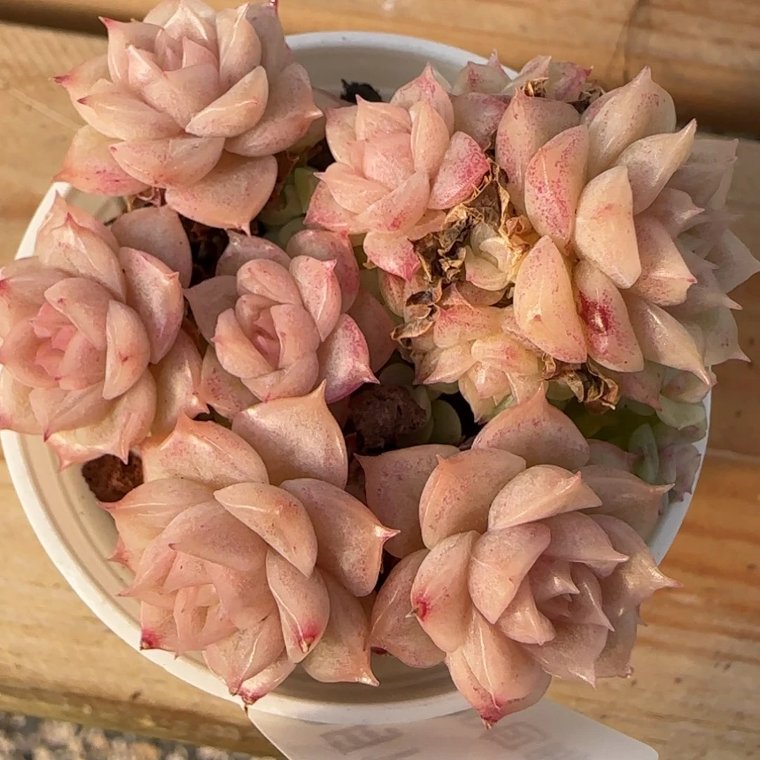 花语逸境0217-538散