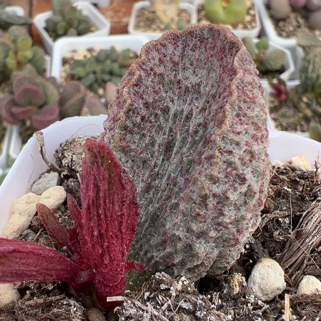 血斑网格妮梦大苗多肉植物水泡