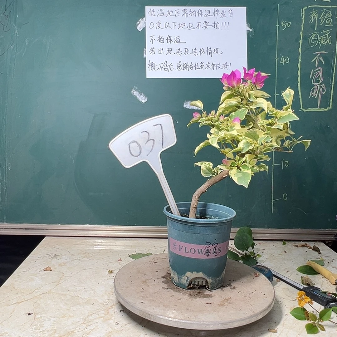完全开放 金边宫粉 造型粗杆  037