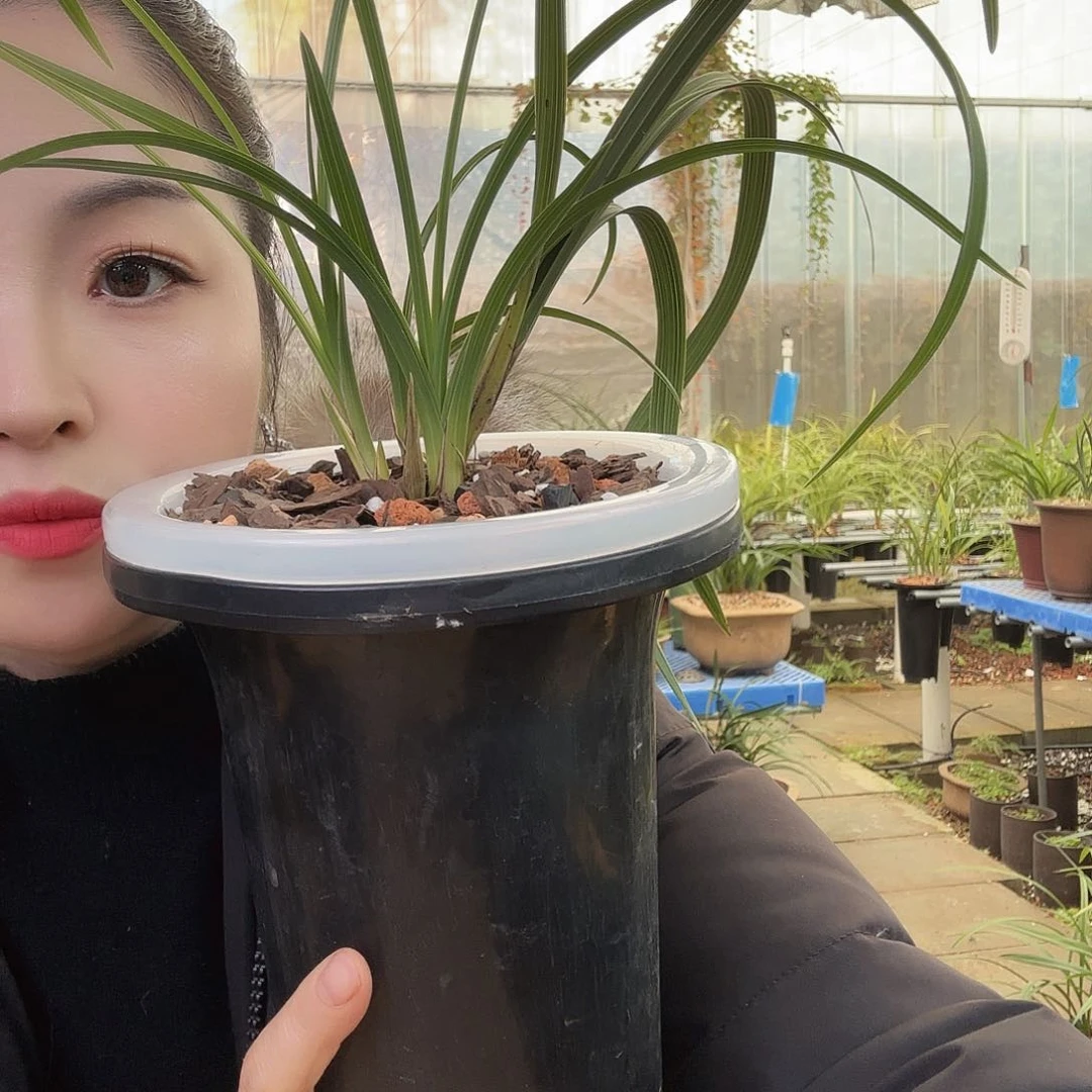 全部花苞硕**写绿牡丹引种