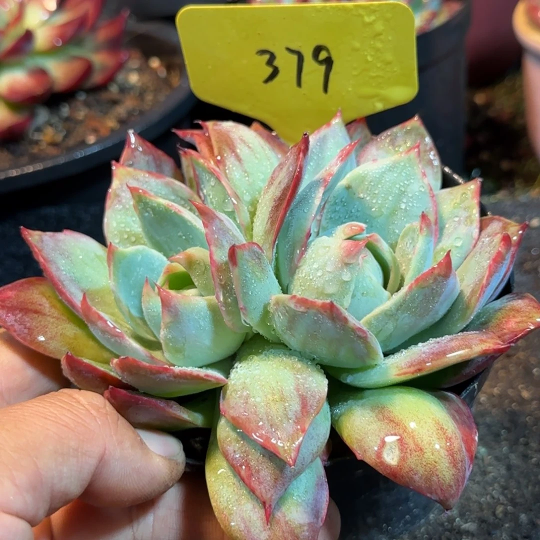 惊鸿一物一拍包装收缩花旱379