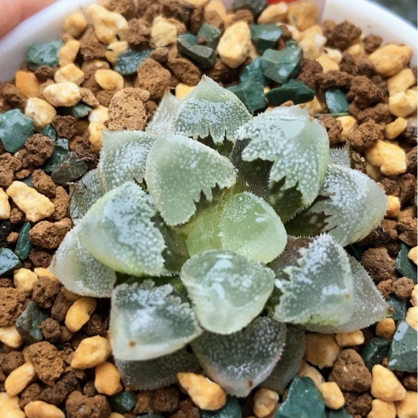 【闪购商品】全窗白帝12