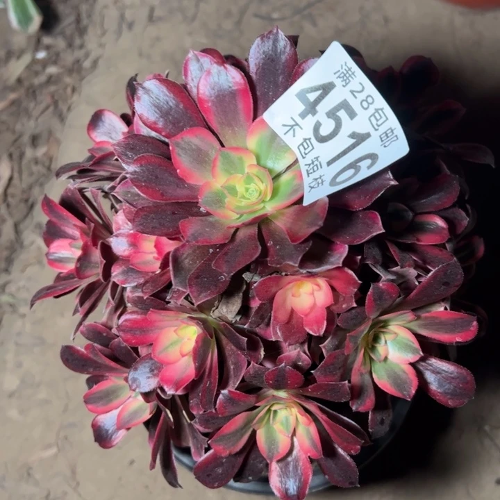 美杜莎多肉植物法师4516