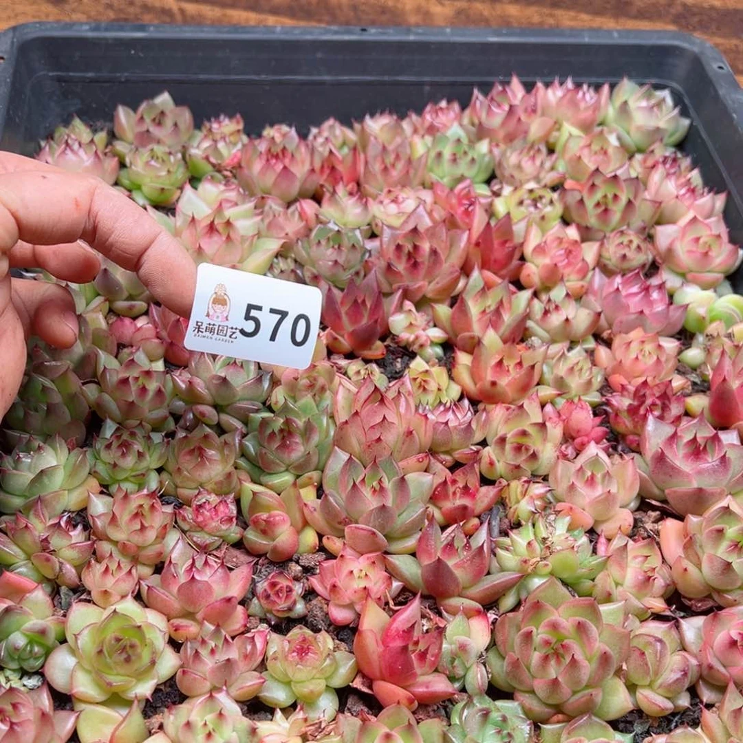 红**?多肉植物多肉植物