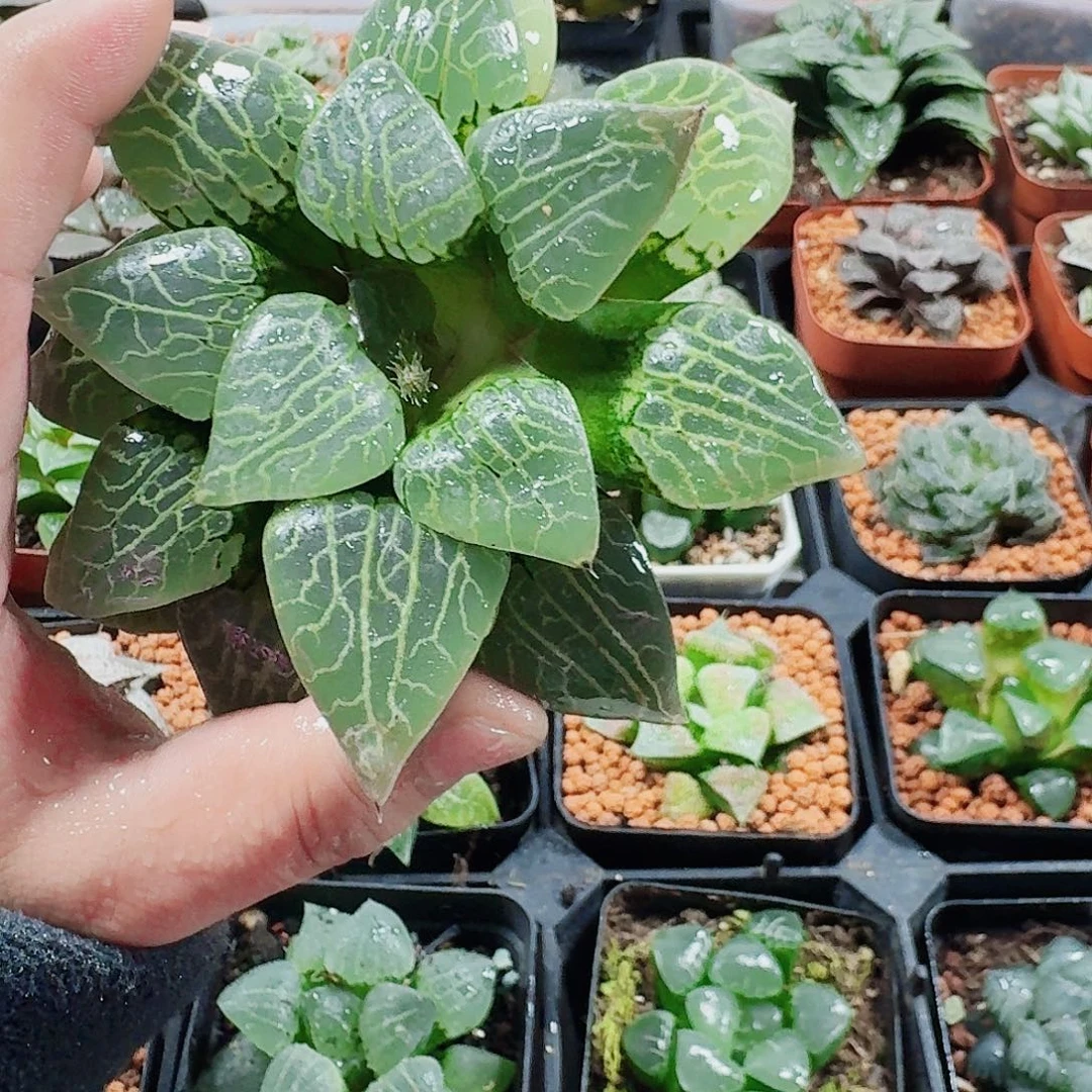 我***儿十二卷福利活动101裸根残叶