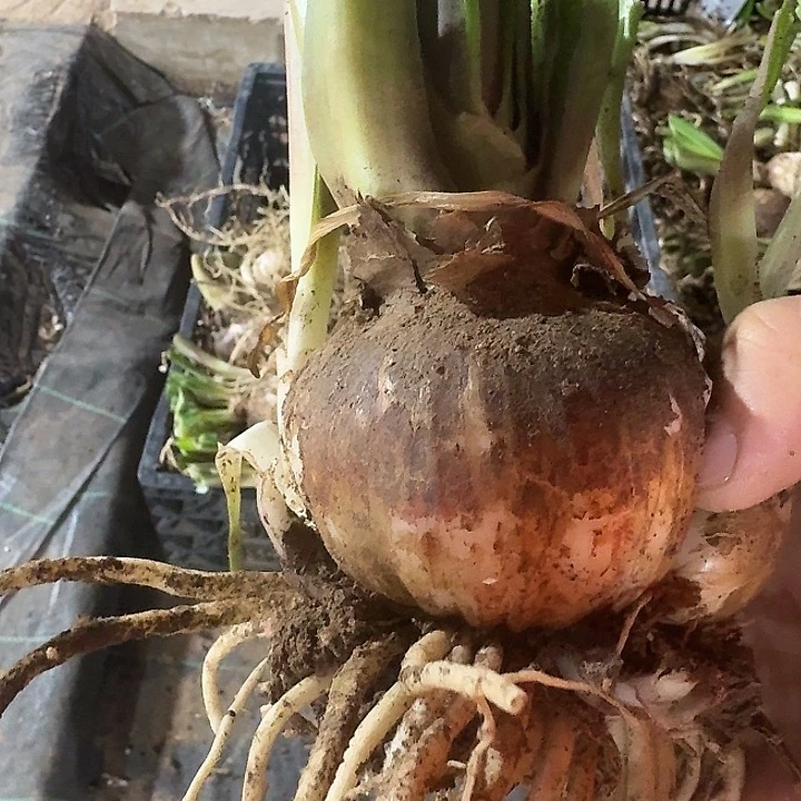 吉祥颂歌朱顶红8厘米带侧