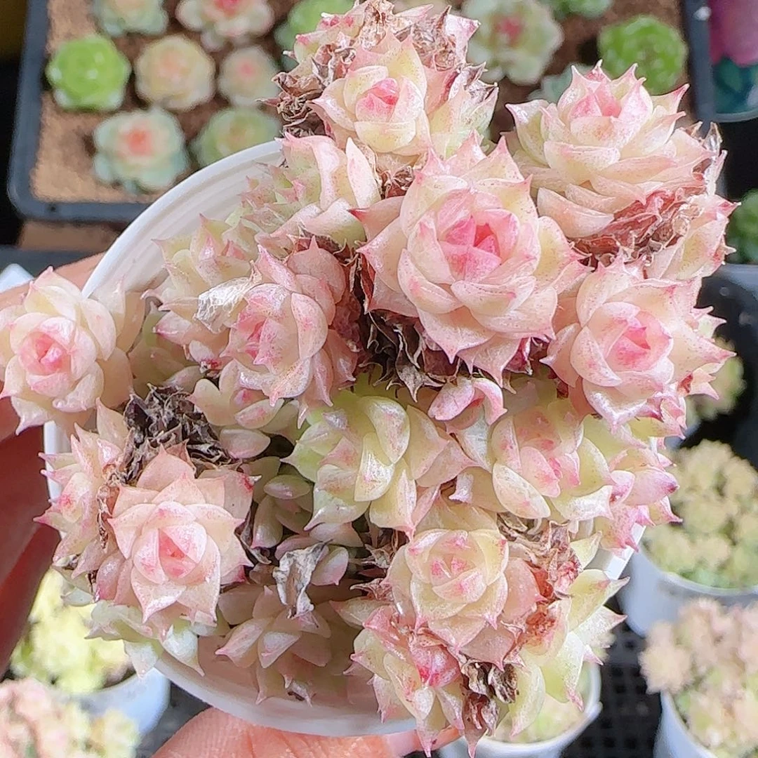 1029--349麦秆优选不包整