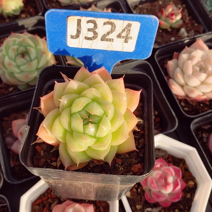 s****e麦秆6cm不包整群