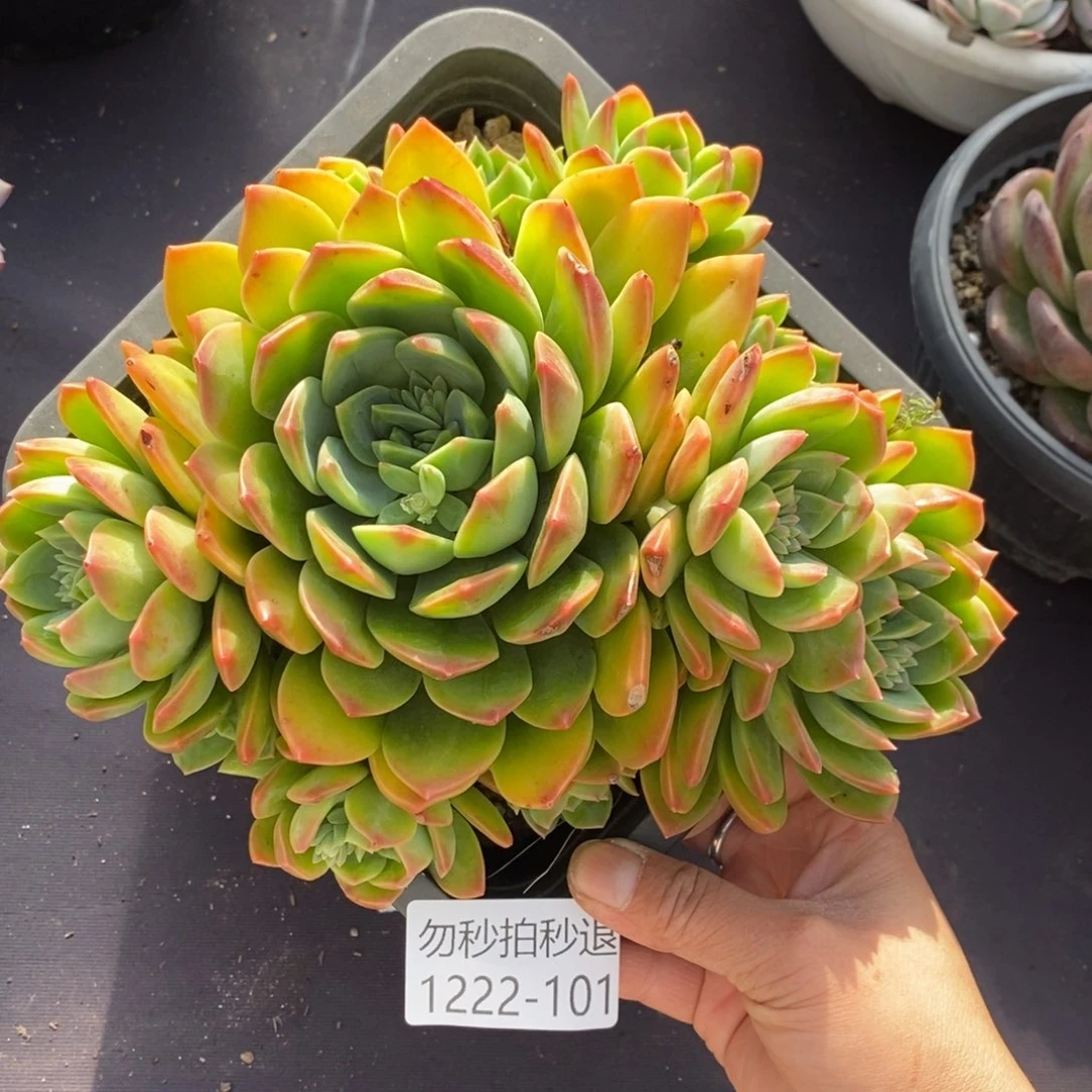 两单包邮1222-101翠鸟