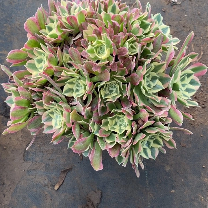 大白凤58多肉植物法师法师