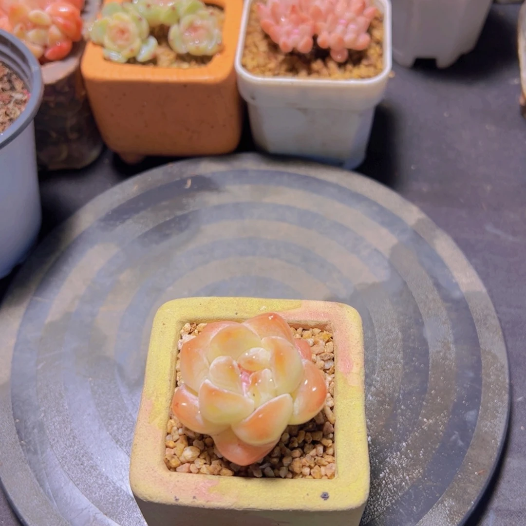 A****L魄月冰心，多肉植物