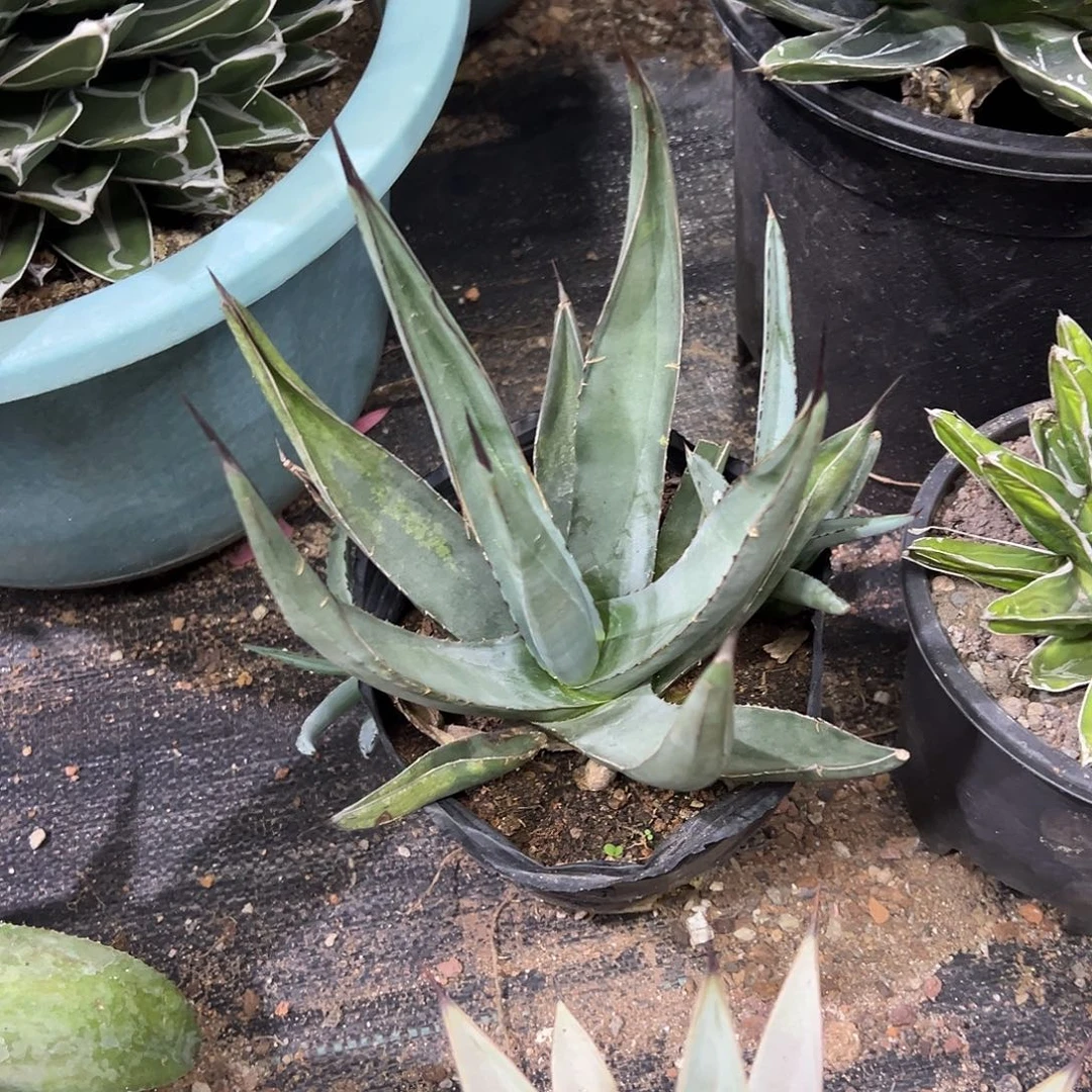 三十三间堂龙舌兰带侧芽