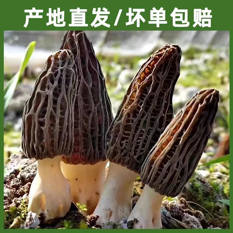 羊肚菌新鲜四川特产新鲜的头茬羊肚菌鲜货煲汤炖鸡素炒现采现发