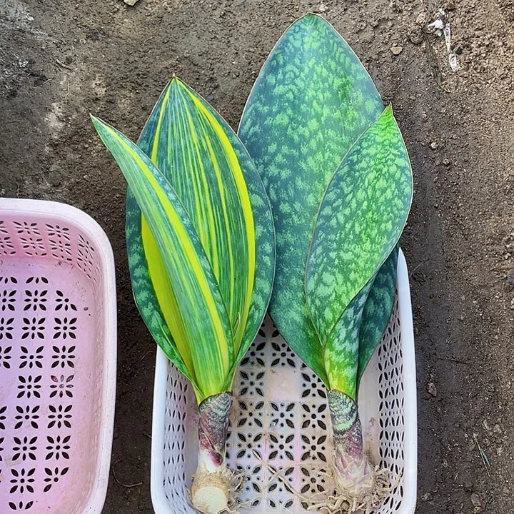 誓***头完全开放宝镜虎皮兰两个