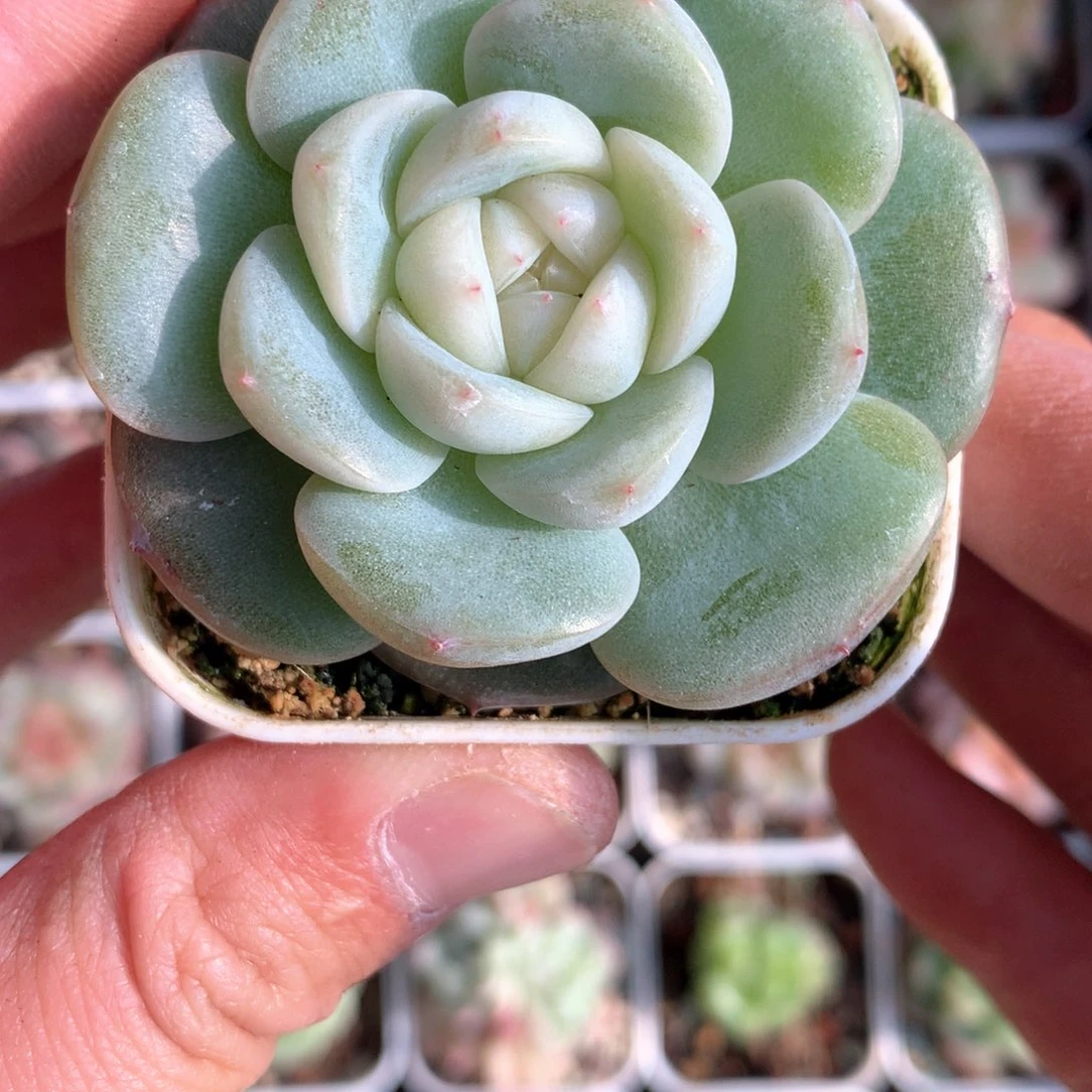 宽叶白糯心。         26号