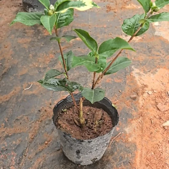 完全开放金边拉力