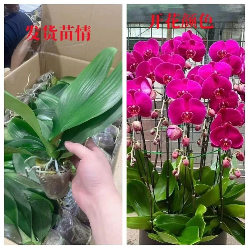 【带花箭】蝴蝶兰客厅办公室窗台好养艳丽趣味可爱绿植盆栽兰花盆栽