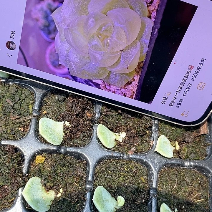 穴盘白昼芽苗一个多肉